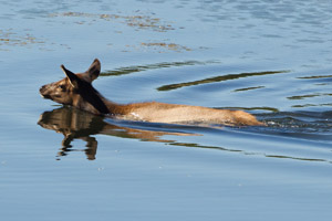 elk